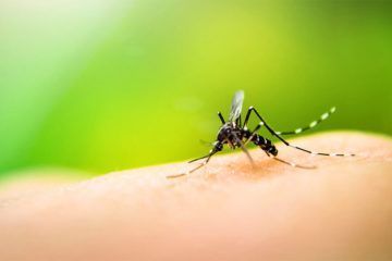 Dengue, sin mosquito no hay enfermedad