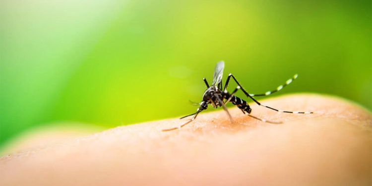 Dengue, sin mosquito no hay enfermedad
