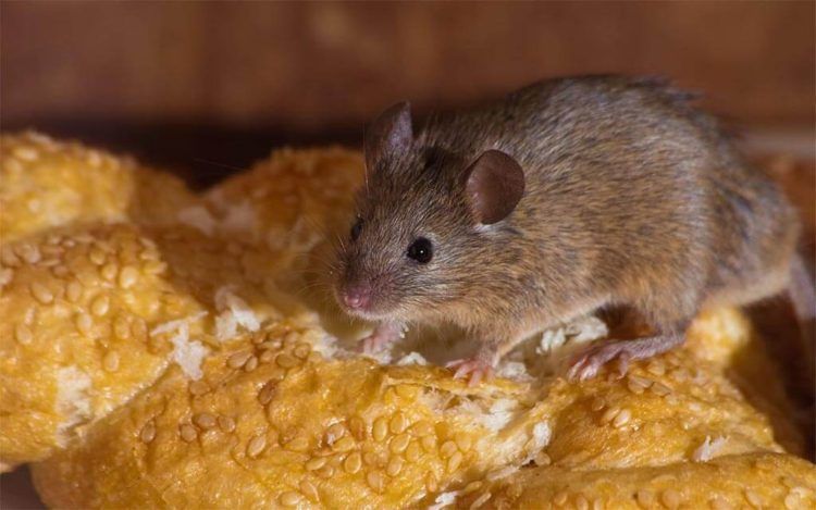 Leptospirosis, contagio por ratas