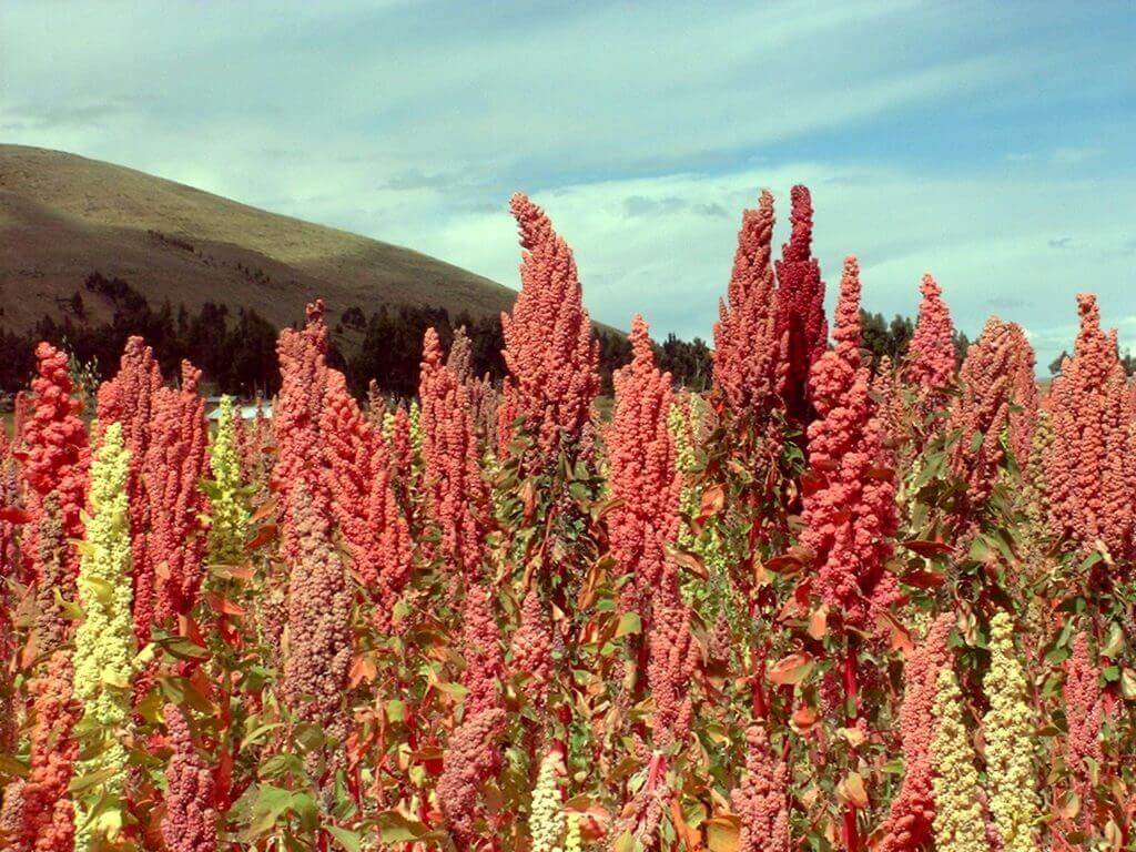 La planta del Quinoa es originaria de América del Sur