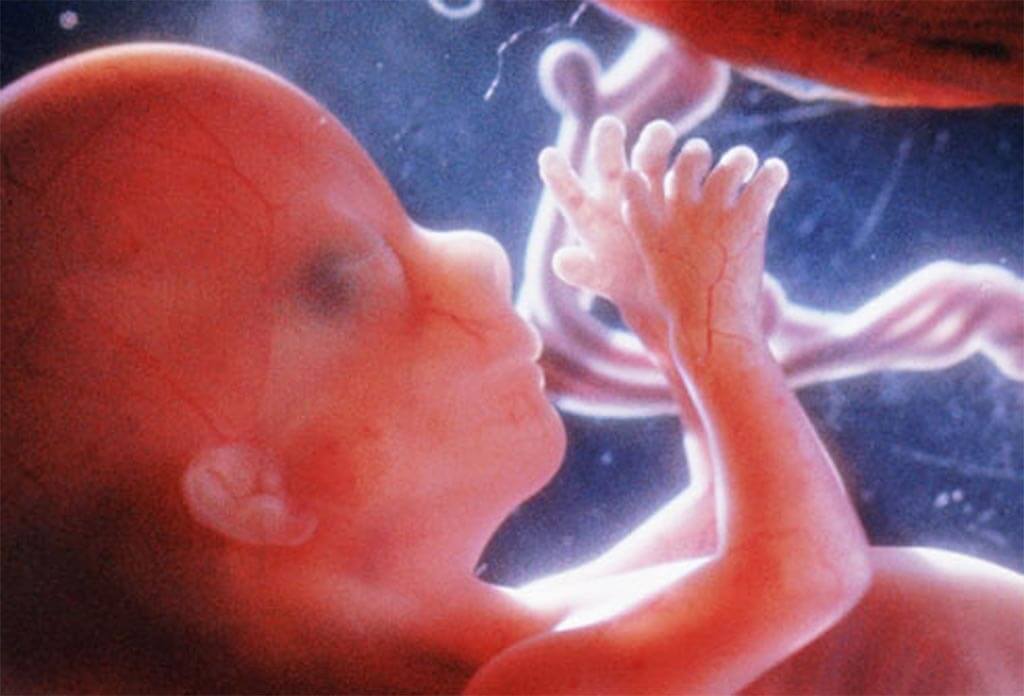 Desarrollo del feto en el cuarto mes