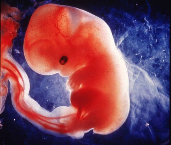 Desarrollo del feto durante el segundo mes