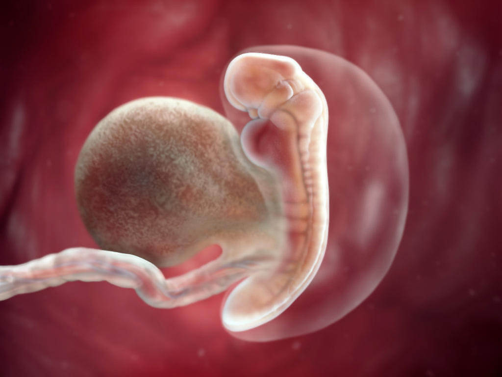 Primer mes del desarrollo del feto