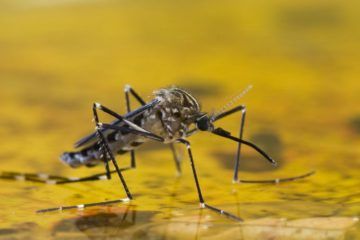 La fiebre amarilla es transmitida por picadura del mosquito Aedes aegypti