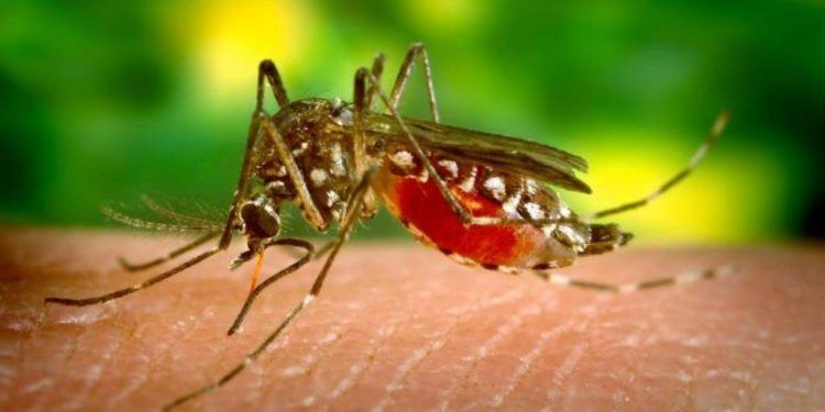Mosquito de la Malaria