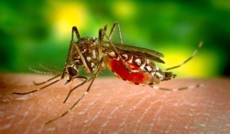 Mosquito de la Malaria