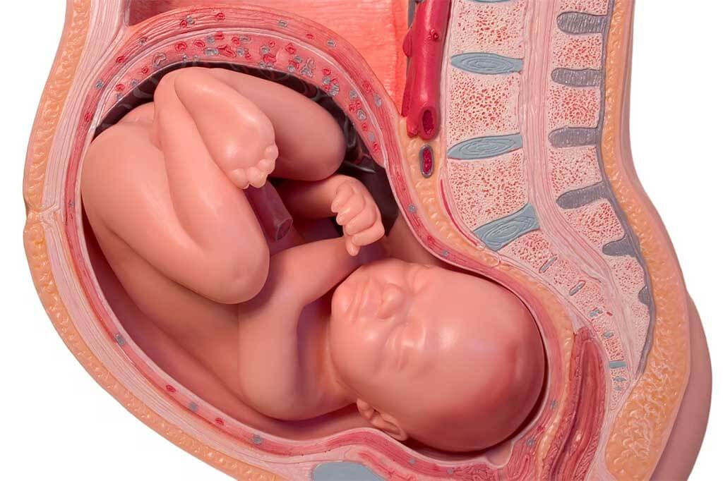 Desarrollo del feto en el octavo mes