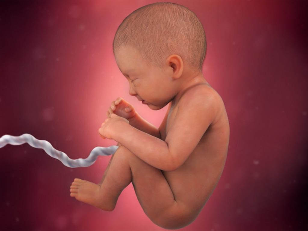 Desarrollo del feto durante el séptimo mes 