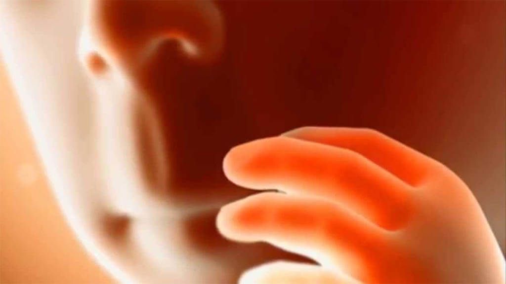 Desarrollo del feto en el sexto mes