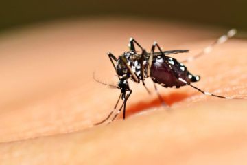 Virus Chikungunya toda la información que necesitas saber