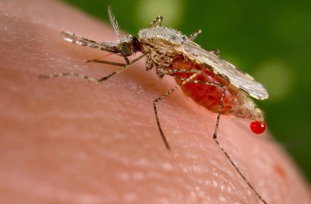 Alergia a picaduras de mosquito