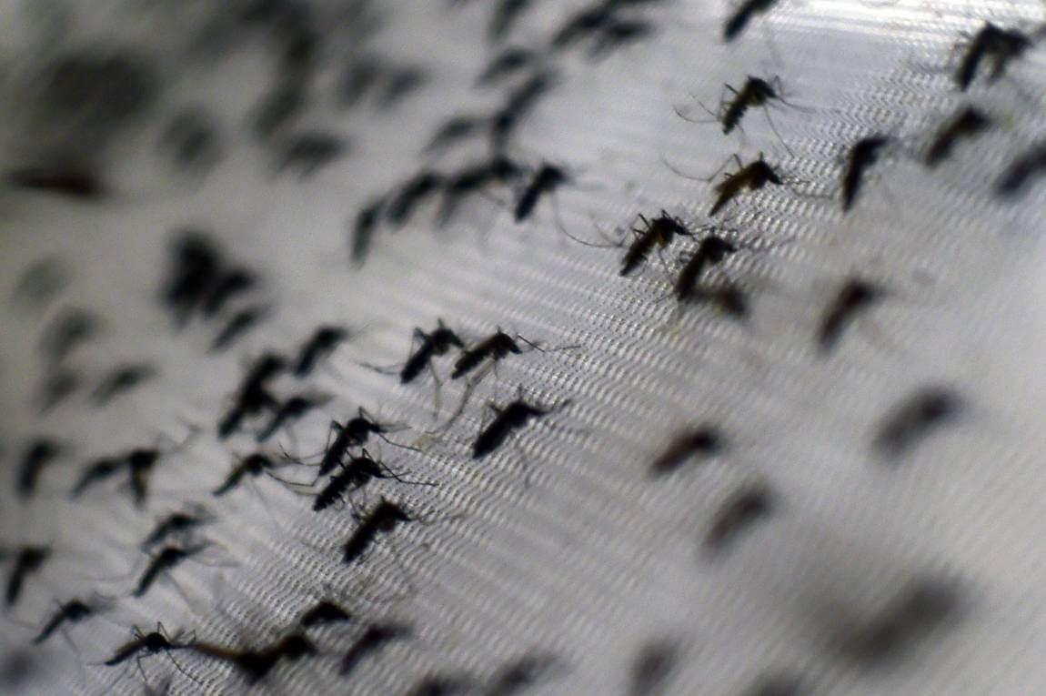 Casos de dengue en Argentina