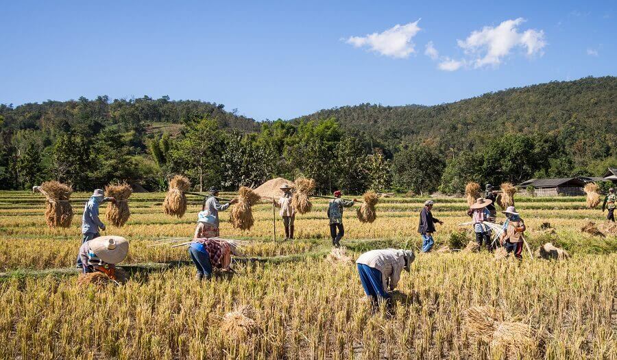 Quienes trabajen en campos y granjas en Tailandia deberán extremar cuidados